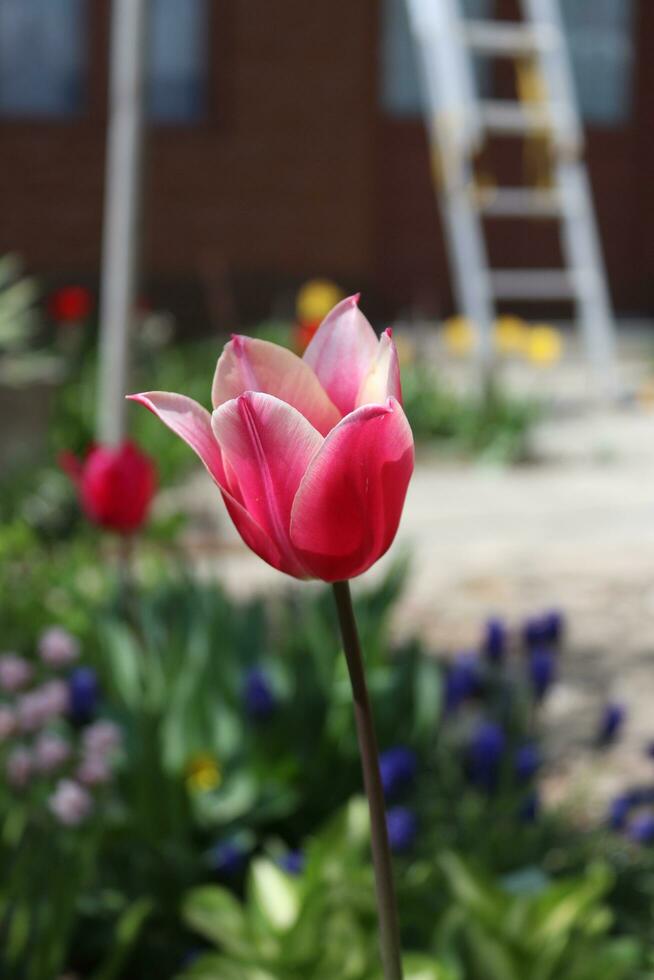 A thead of a tulip that has both purple and white patterns on it photo