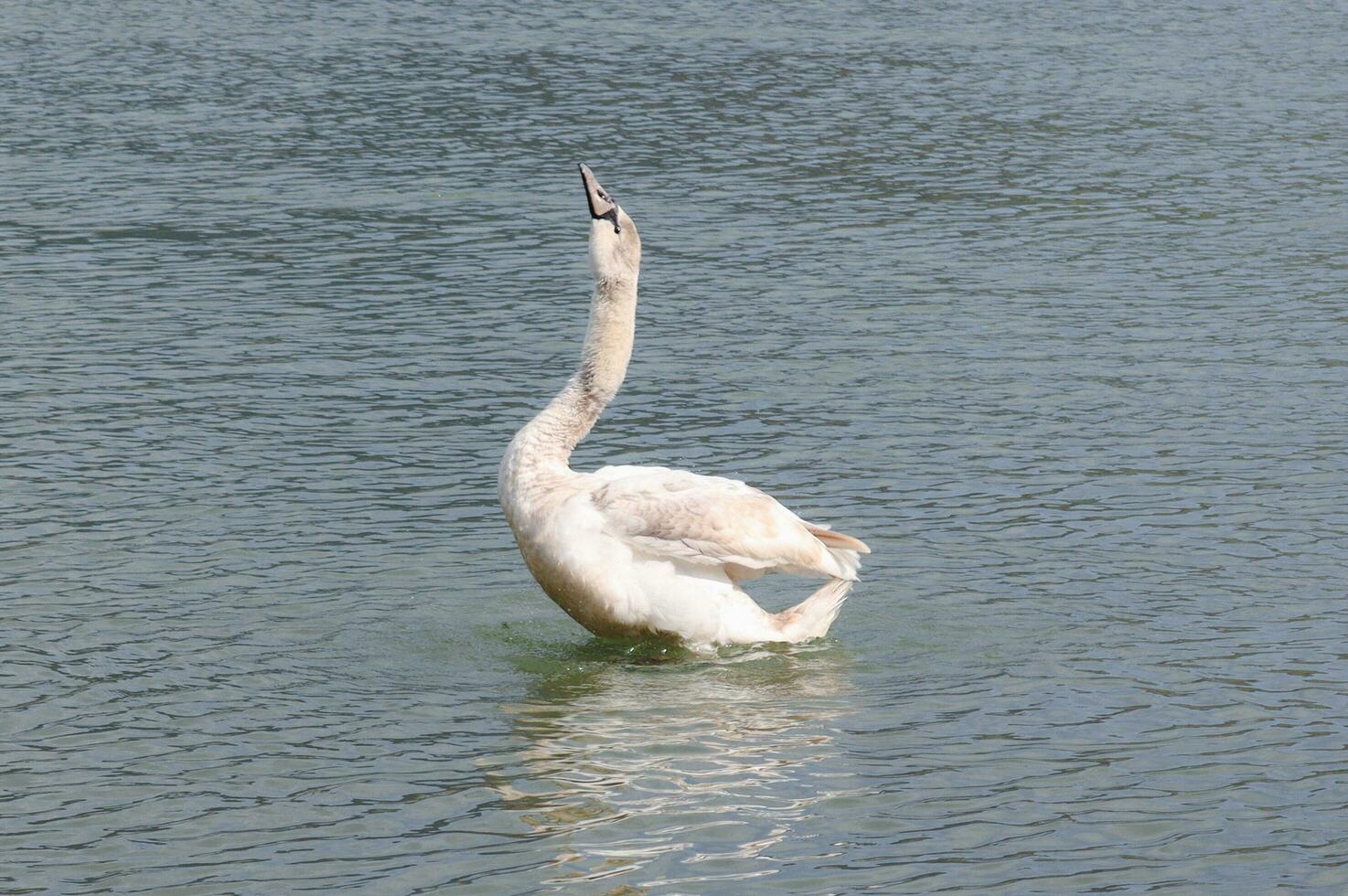 Pictures of a swan at the edge of a lake looking for food and floating quietly on the lake photo