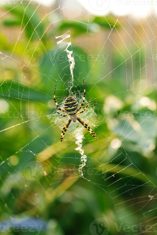 Spider argiope bruennichi on the web in the garden photo