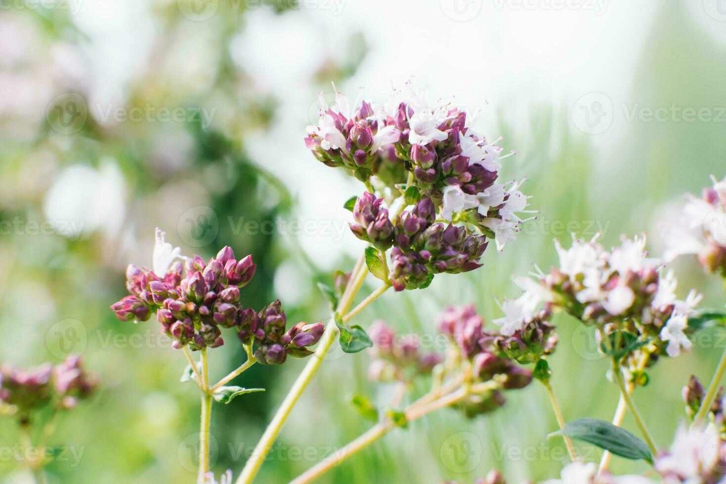 lila flores de orégano o orégano floración en el verano en el jardín de cerca, selectivo atención foto