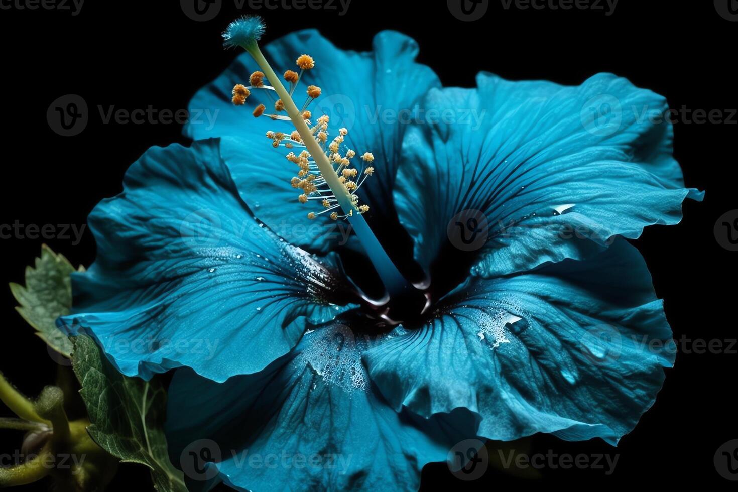 Blue hibiscus flower on black picture. photo
