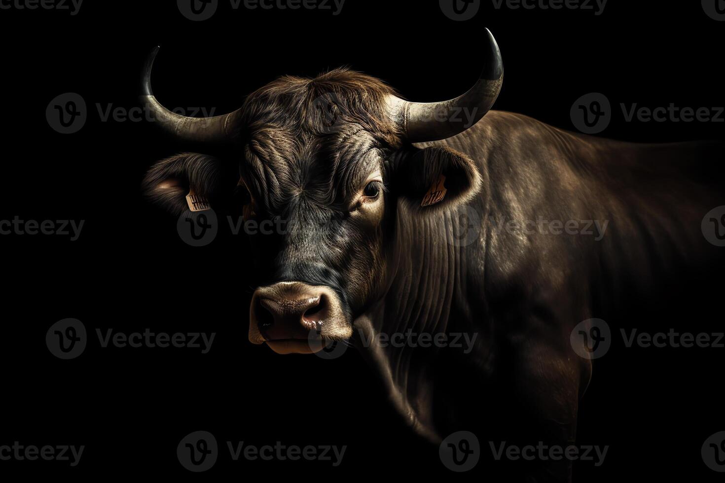 Bull picture on a black background. photo