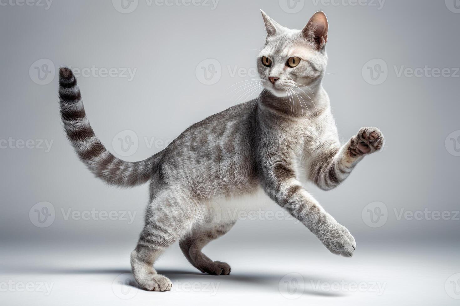 Cute cat isolated on white background. photo