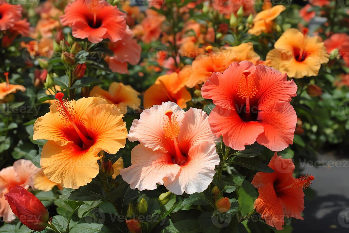 verano deleite brillante y negrita hibisco flores en mostrar. ai generado foto