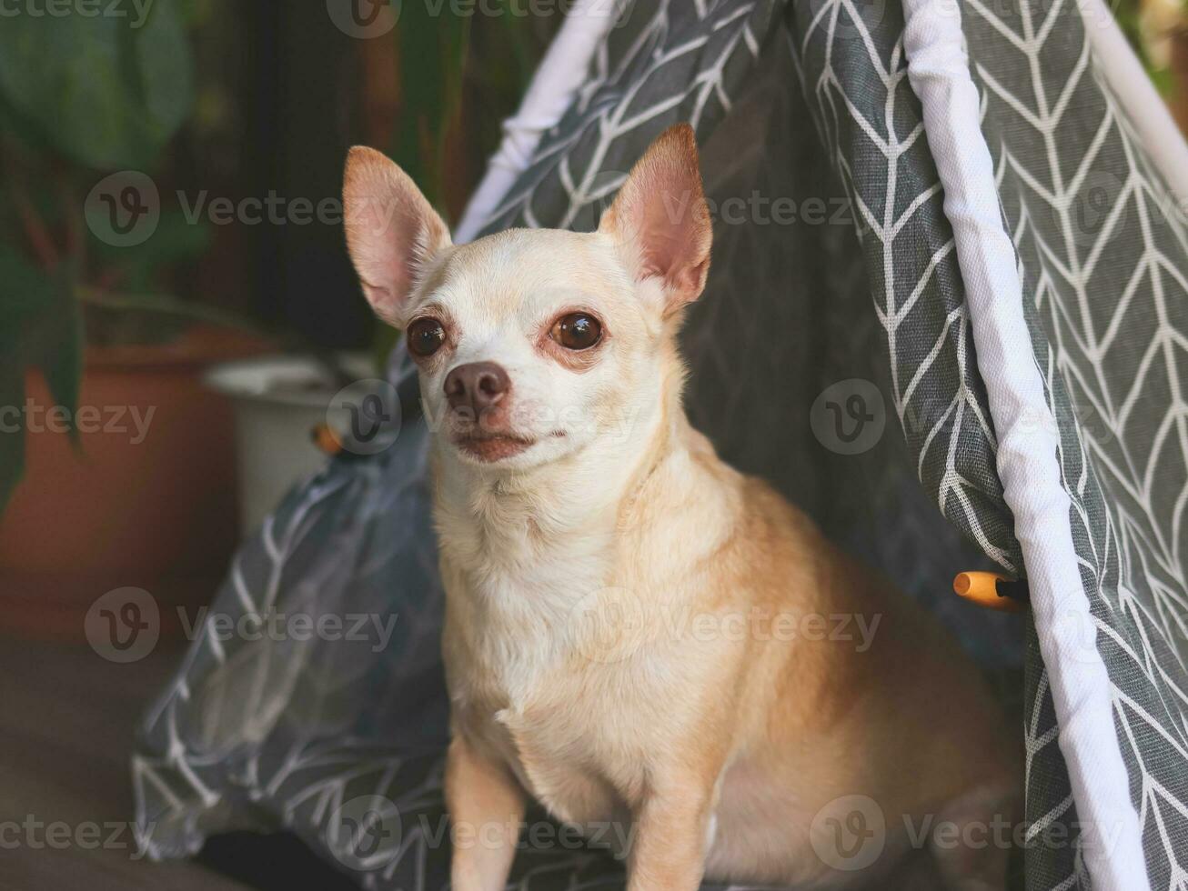 Perros chihuahua de pelo corto marrón sentados en una tienda tipi gris entre la maceta de la casa en el balcón, mirando la cámara. foto