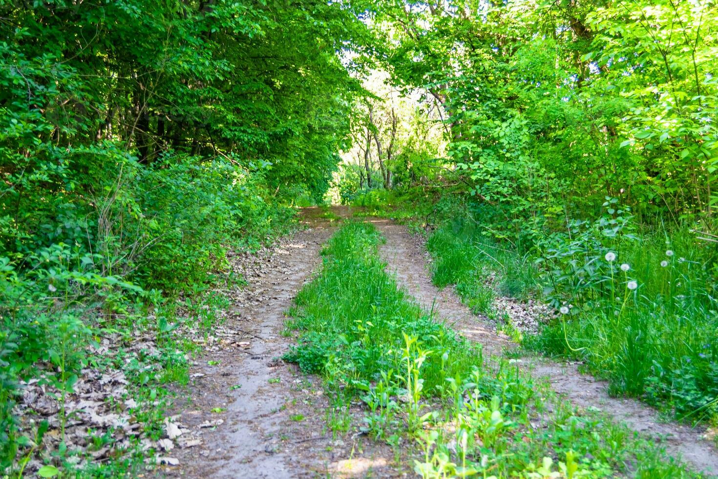 Photography on theme beautiful footpath in wild foliage woodland photo