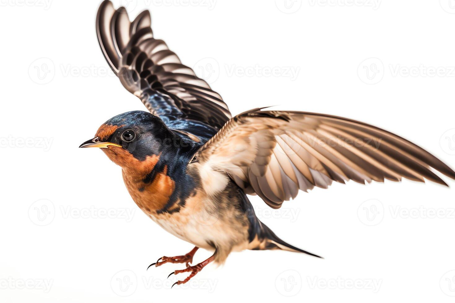 Barn swallow flying wings spread bird hirundo rustica flying against white background. photo