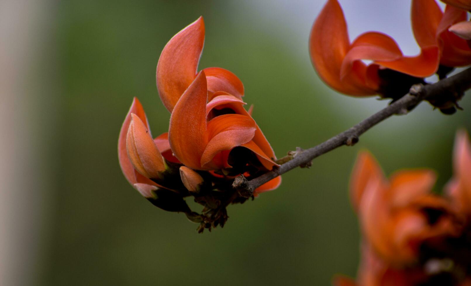 Palash blooms in spring with orange-red flowers, signaling the onset of summer with its vibrant colors photo