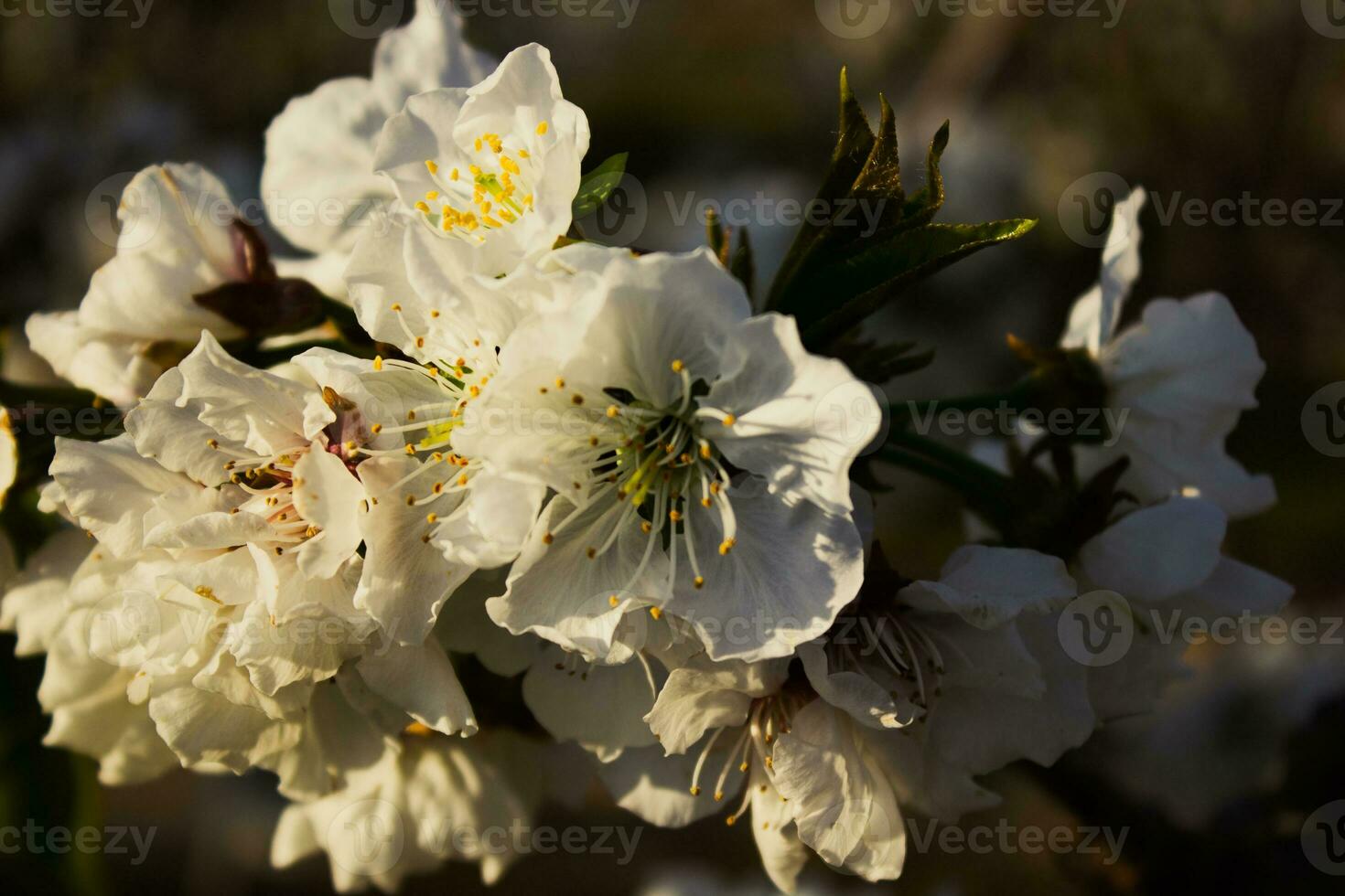 Spanish Cherry Blossom 23379730 Stock Photo at Vecteezy
