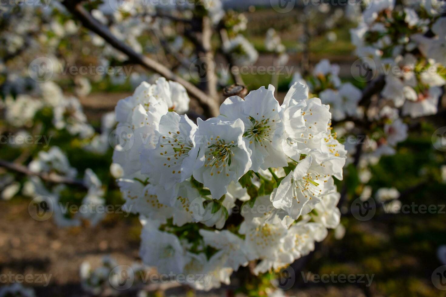 Spanish Cherry Blossom 23379733 Stock Photo at Vecteezy