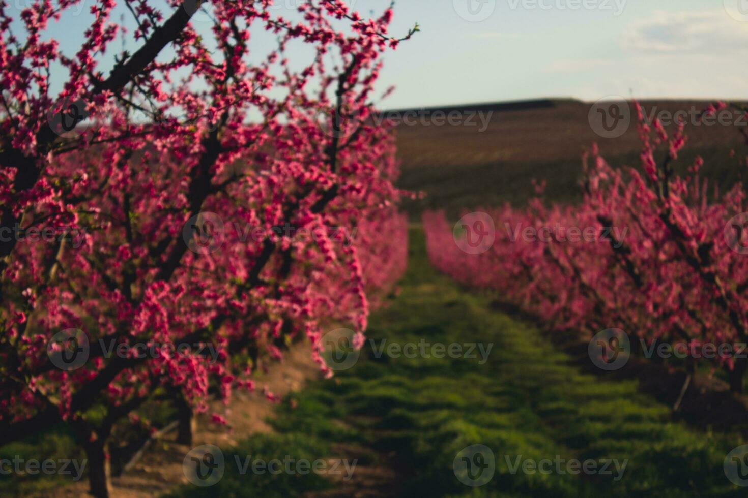 melocotón campo en primavera foto