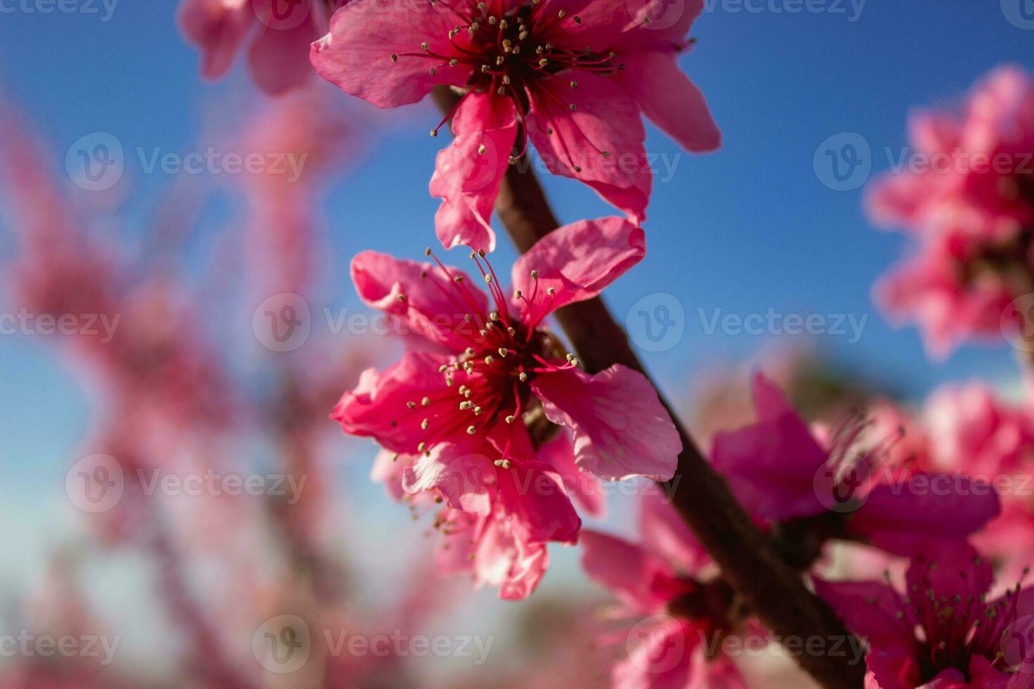 Peach Blossom in Spain photo