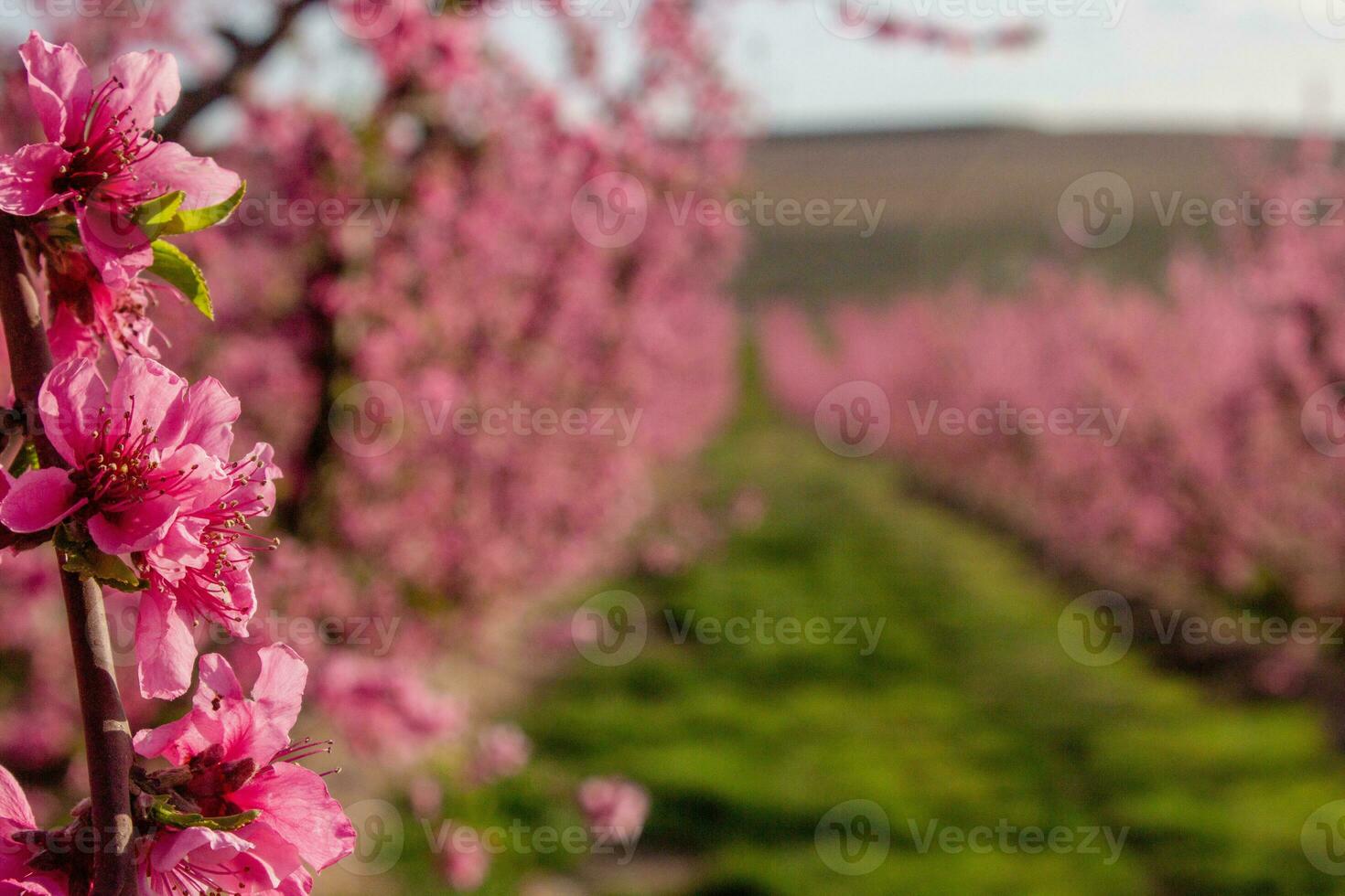 flor de durazno en españa foto