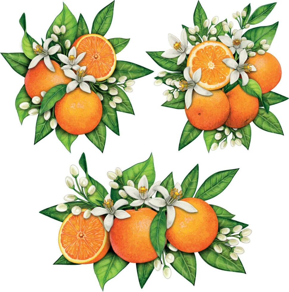 watercolor hand drawn realistic oranges and orange flowers vector