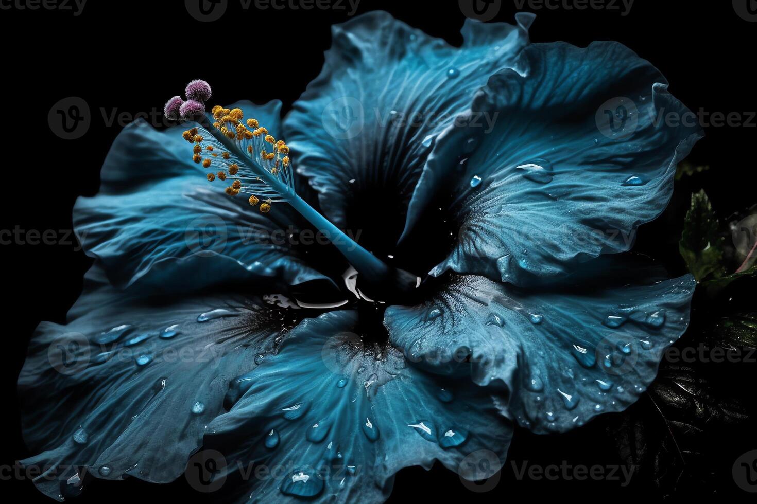 Blue hibiscus flower on black picture. photo