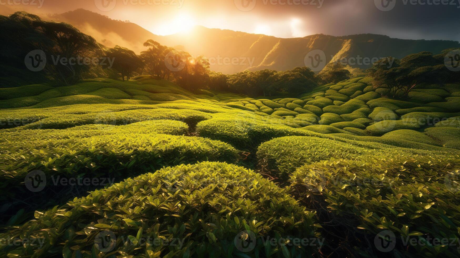 Beauty of Sunlit Tea Fields in a Serene and Tranquil Rural Landscape. photo