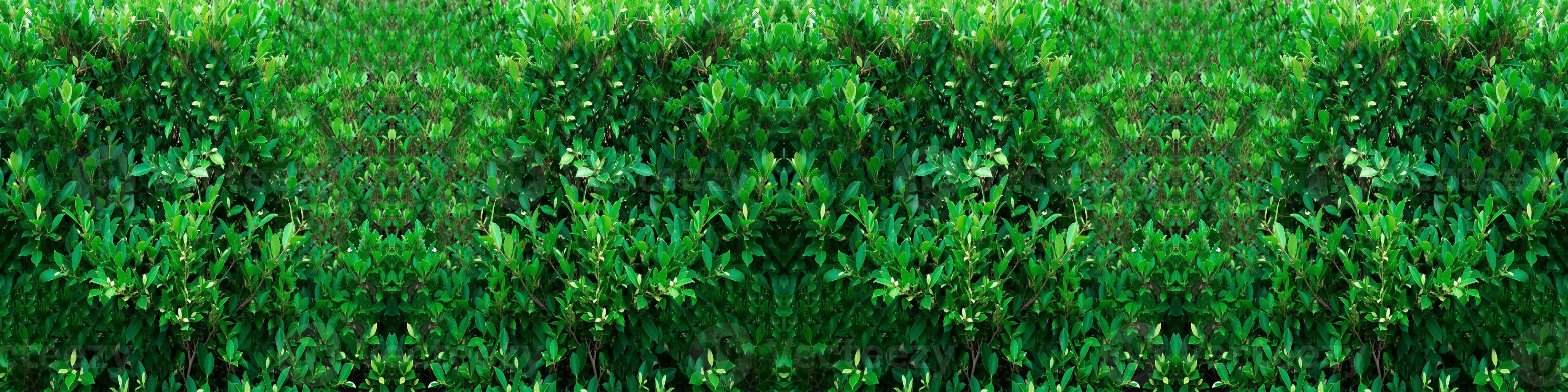 Leaf plant green color garden background wallpaper empty blank tree natural spring summer season time foilage freshness environment texture design flora forest pattern tropical beautiful lush jungle photo