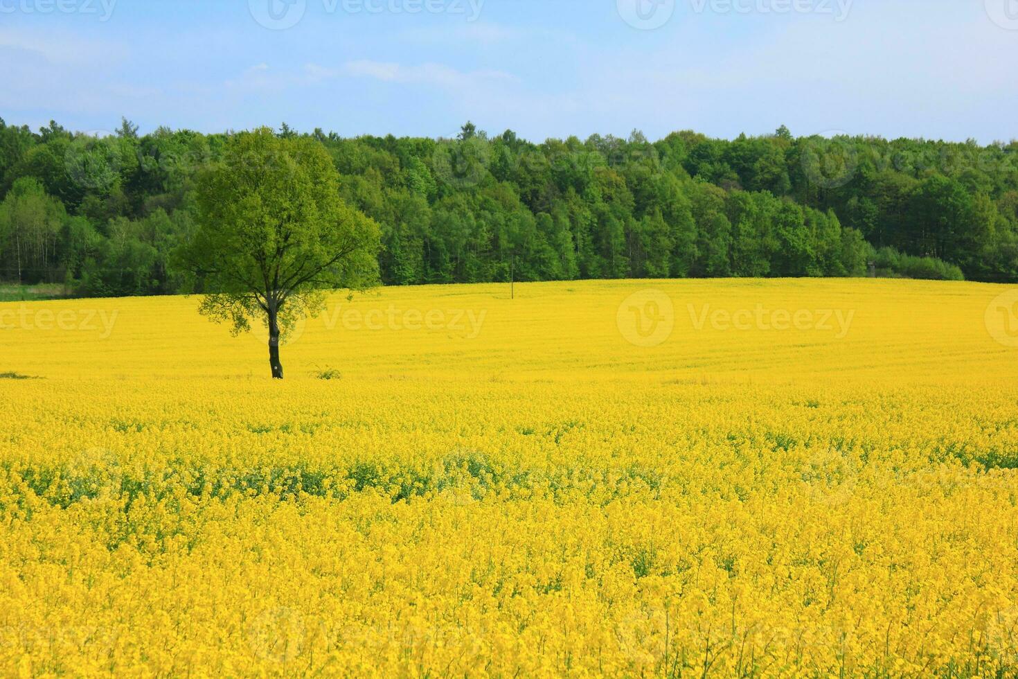 Landscape a spring field of yellow colza flowers photo