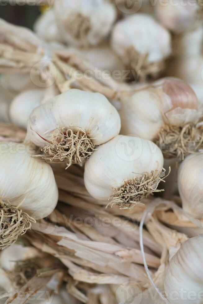 close up pf garlic on white background, photo