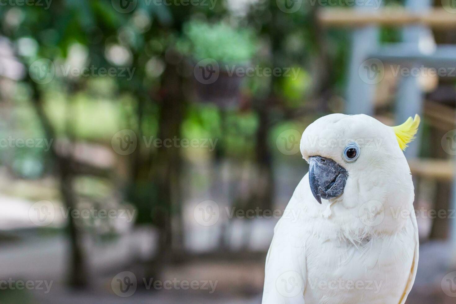 lovely yellow-crested Cockatoo photo