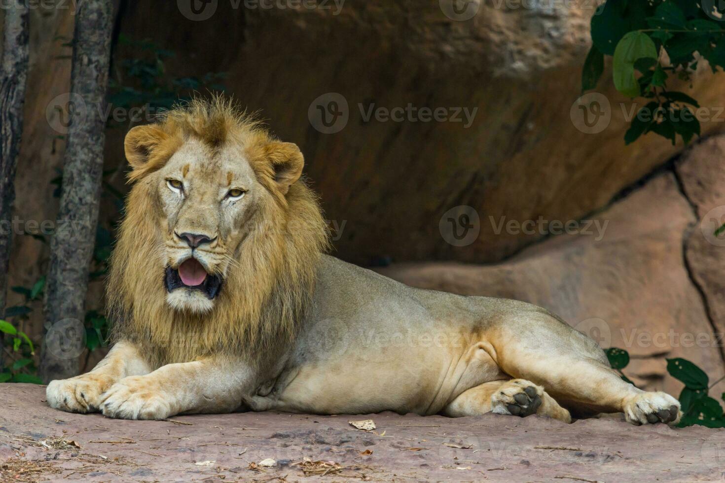 Head and face Lion photo