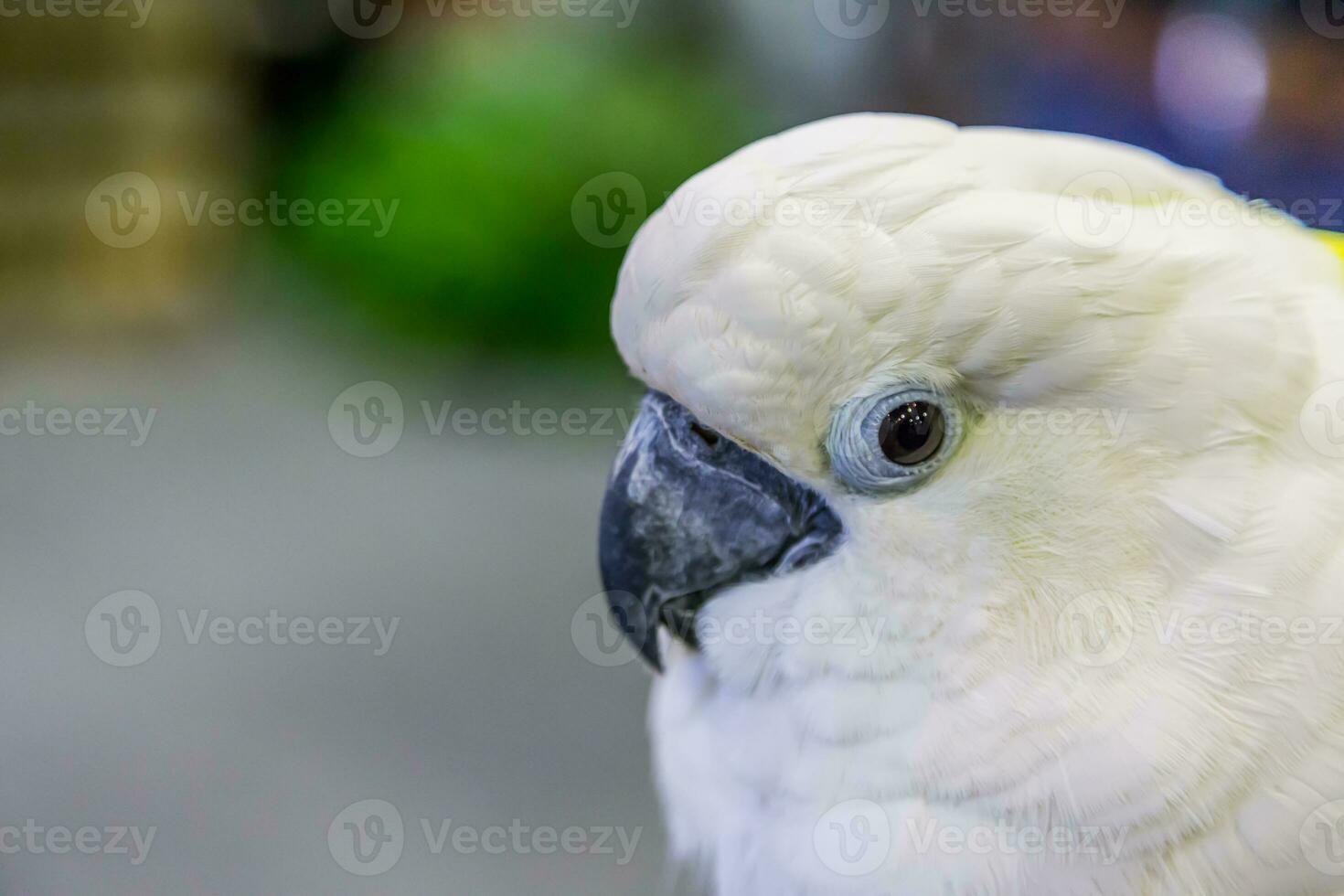 Eye of Yellow-crested Cockatoo photo