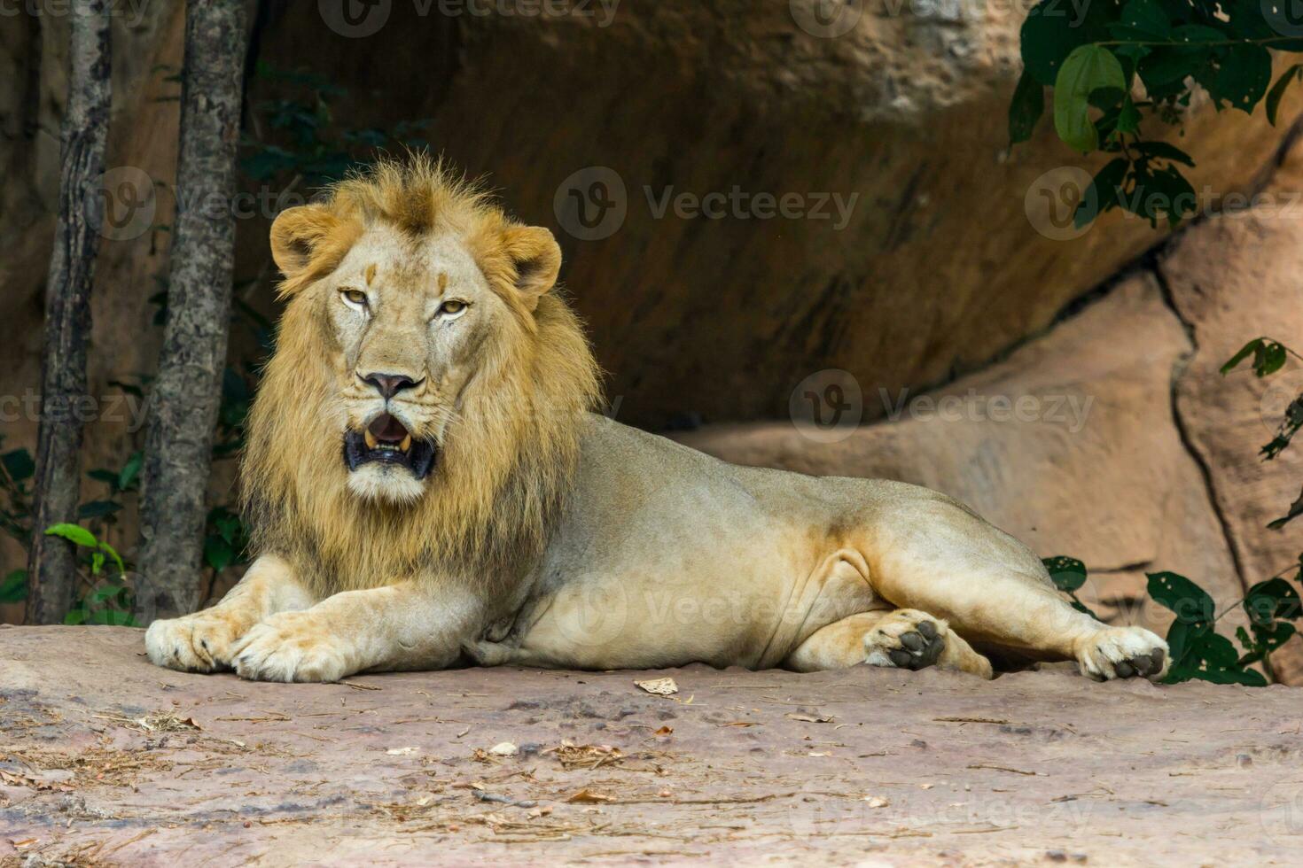 Head and face Lion photo