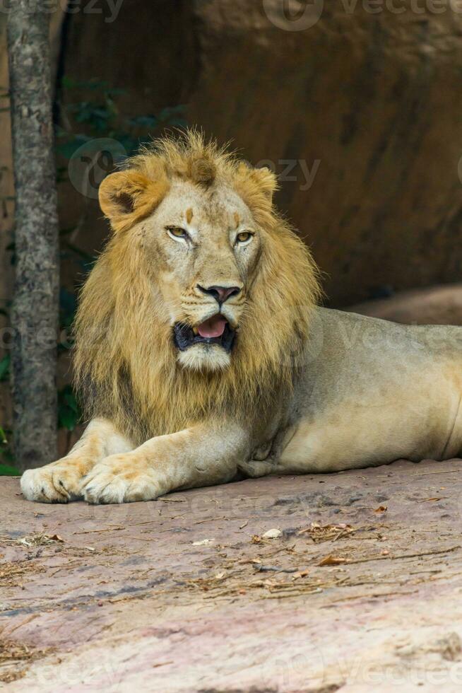 Lion open mouth photo