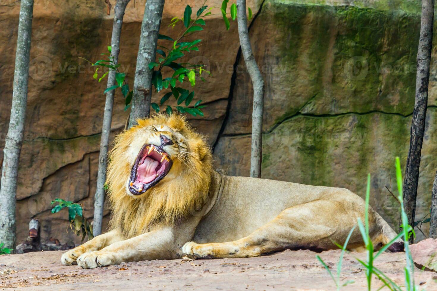 grande enojado león acostado en el rock foto