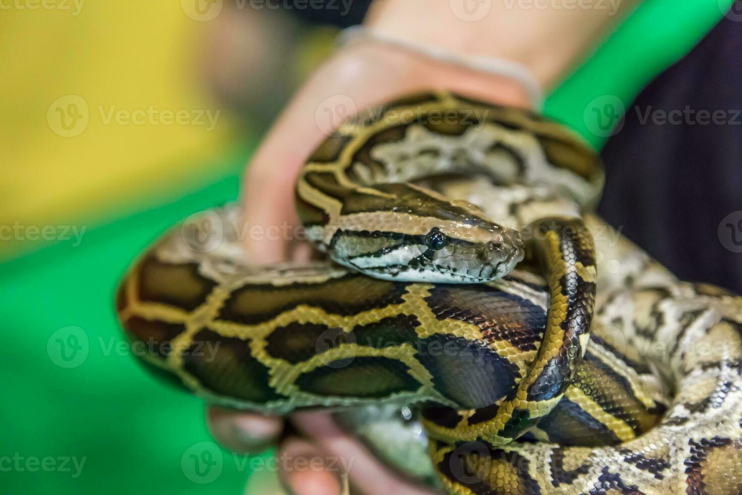 Royal Python snake creeping photo