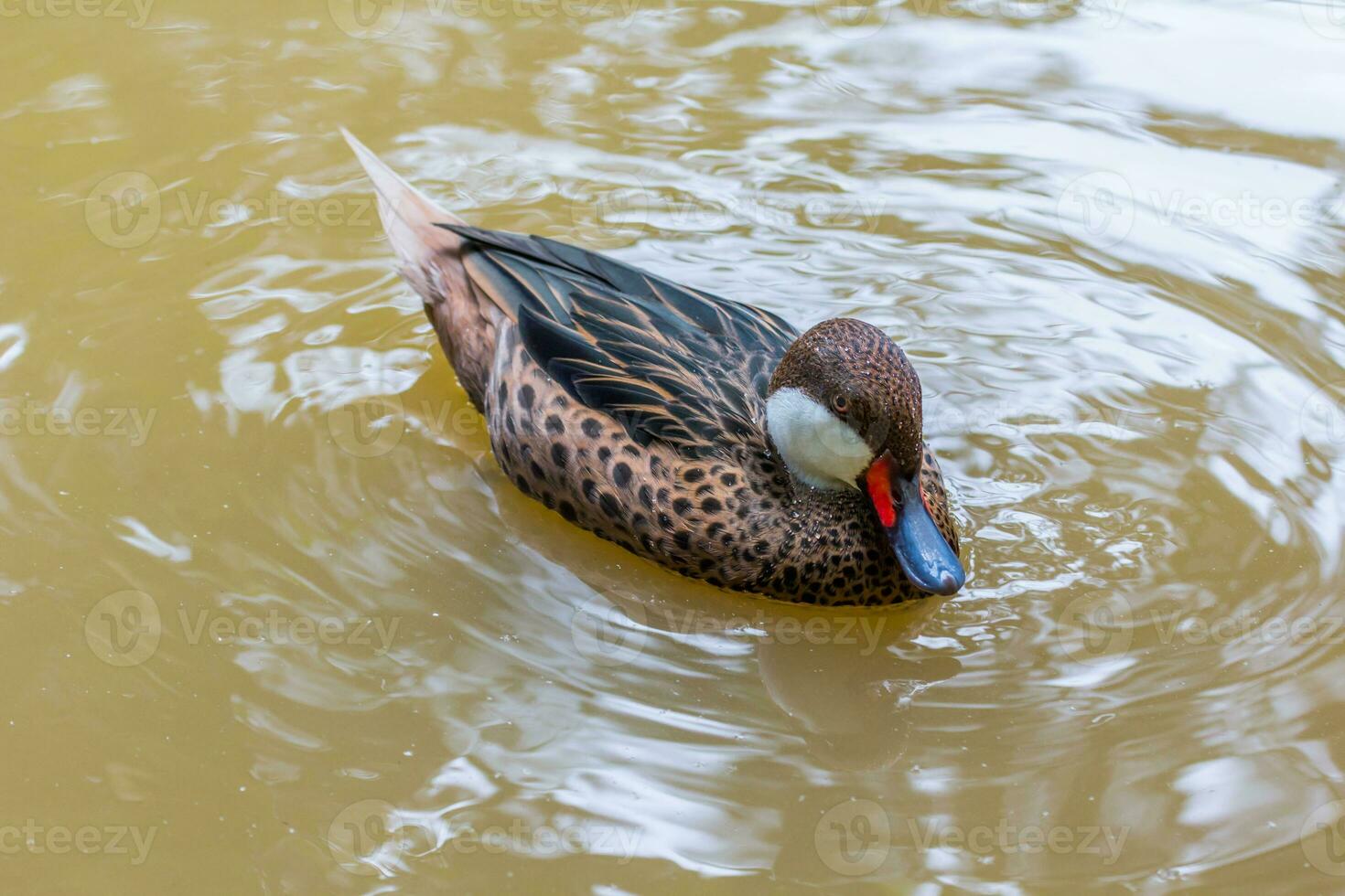 Ringed teal or ring necked teal photo