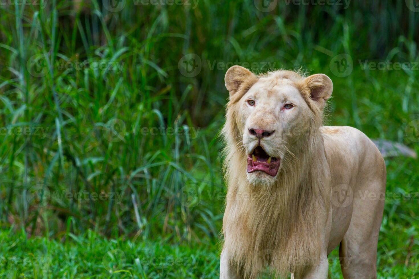 Young white lion photo