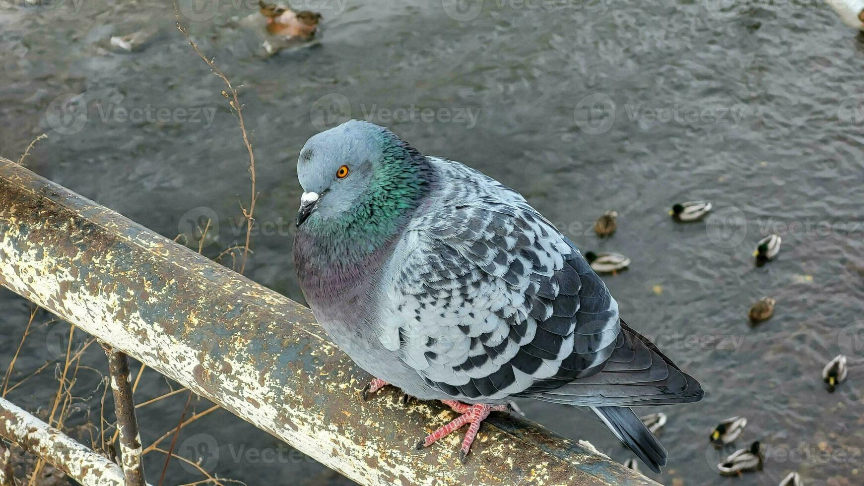 A blue pigeon sits on the handrail of the bridge on a spring day. photo