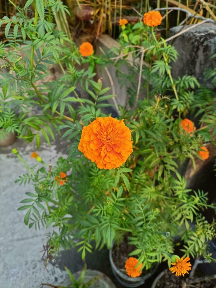 A bush of orange flowers is in front of a tree photo
