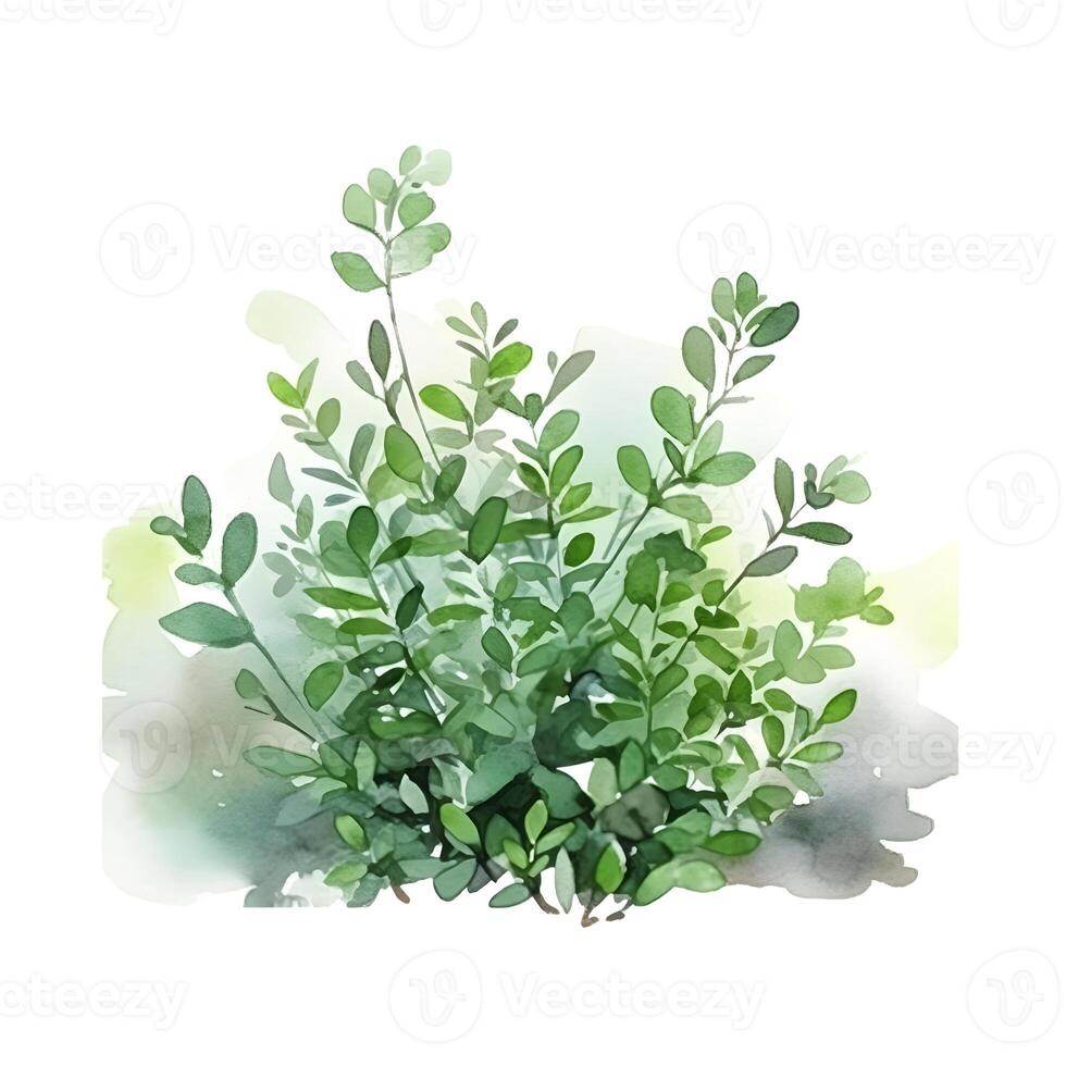 content, Illustration, hand drawn watercolor illustration of bush isolated on white background. White background, isolated object photo