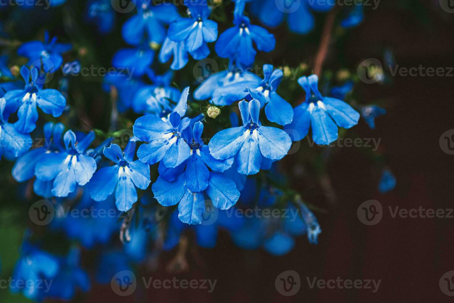 Blue flowers of Garden lobelia Lobelia erinus planted in flower garden container photo