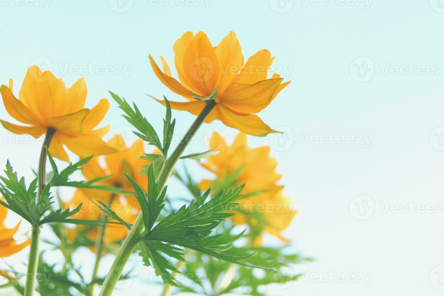 Orange Trollius flowers against light blue sky, copy space photo
