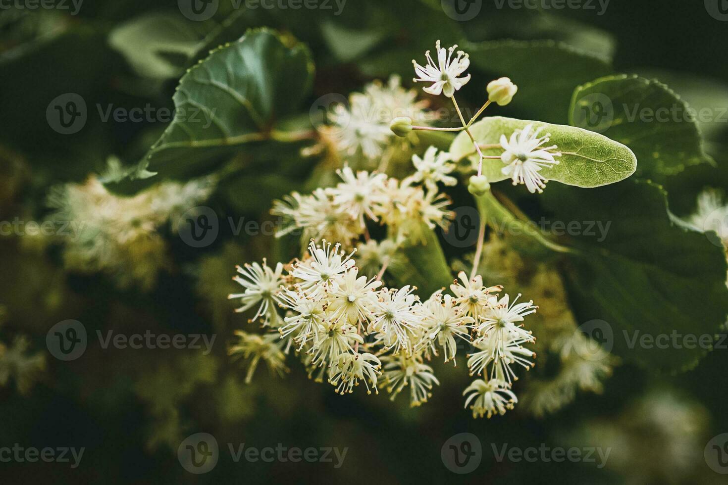 Lima árbol florecer de cerca foto