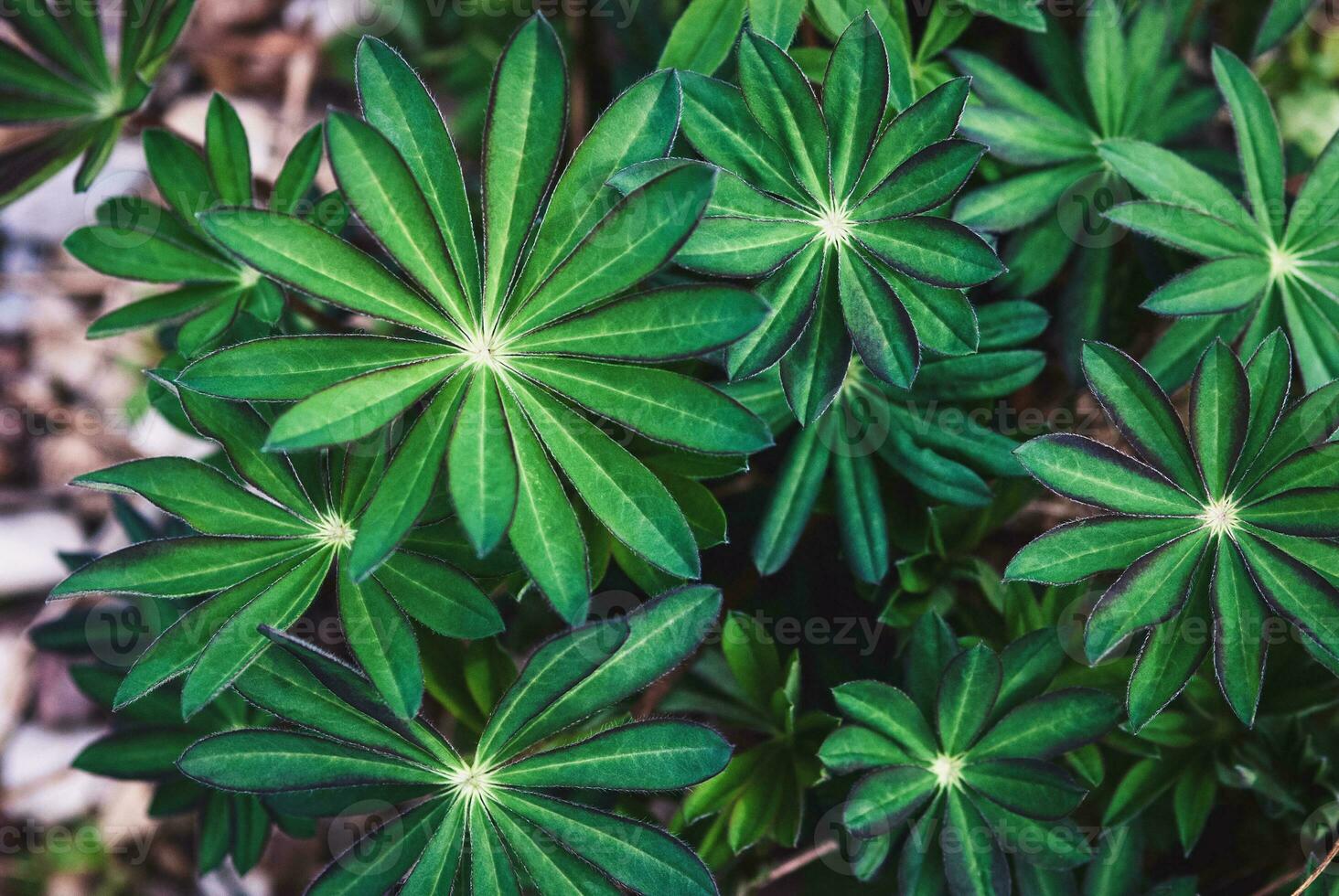 Lupin leaves top view - Lupinus polyphyllus photo