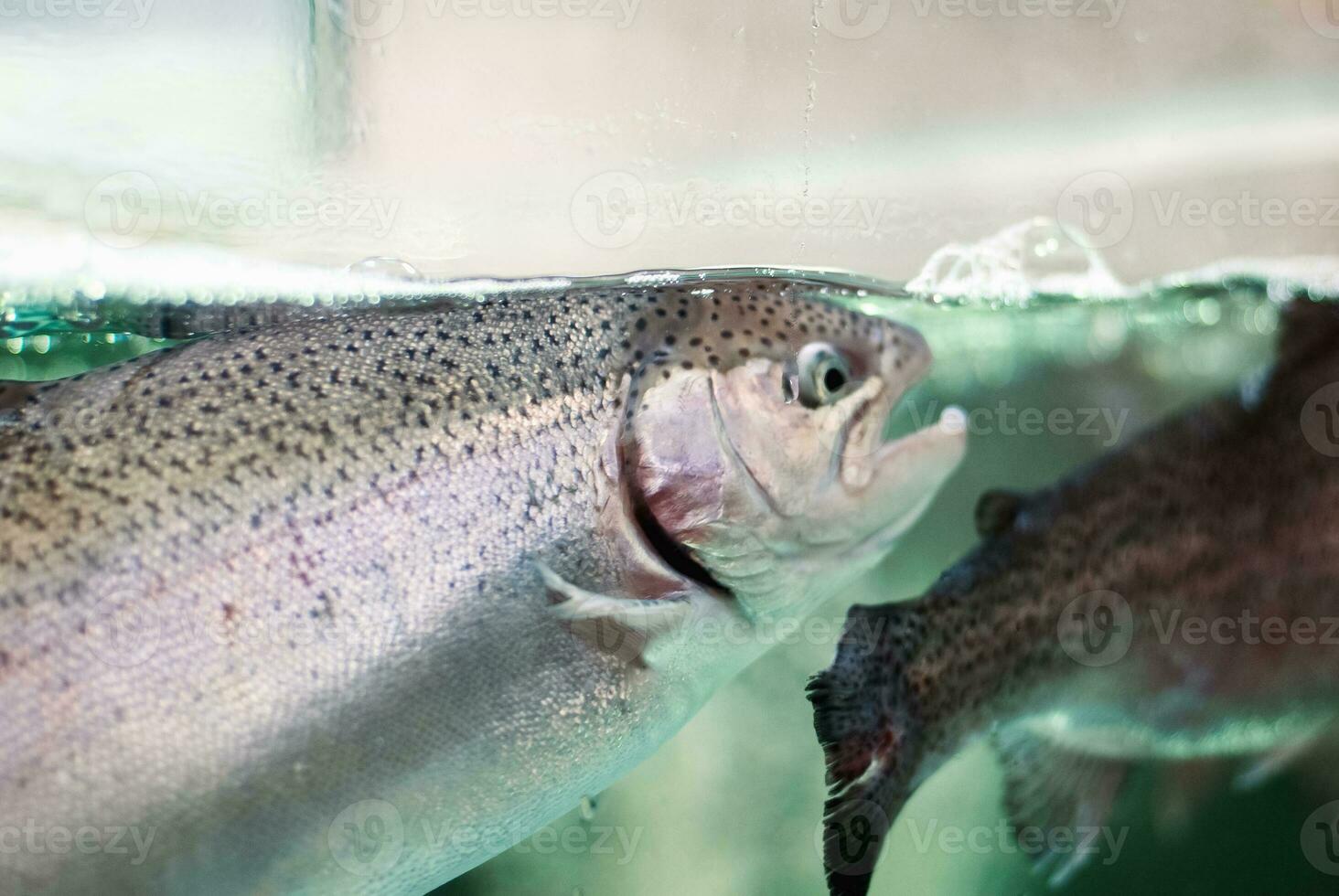 Live fish for sale in supermarket, rainbow trout in fish tank closeup photo