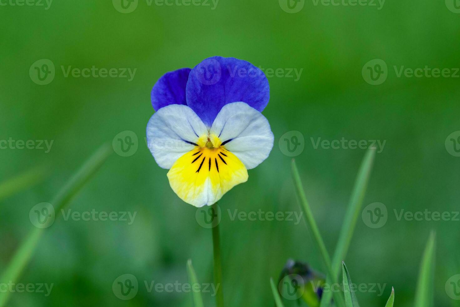Pansy flower Viola tricolor on green grass background photo
