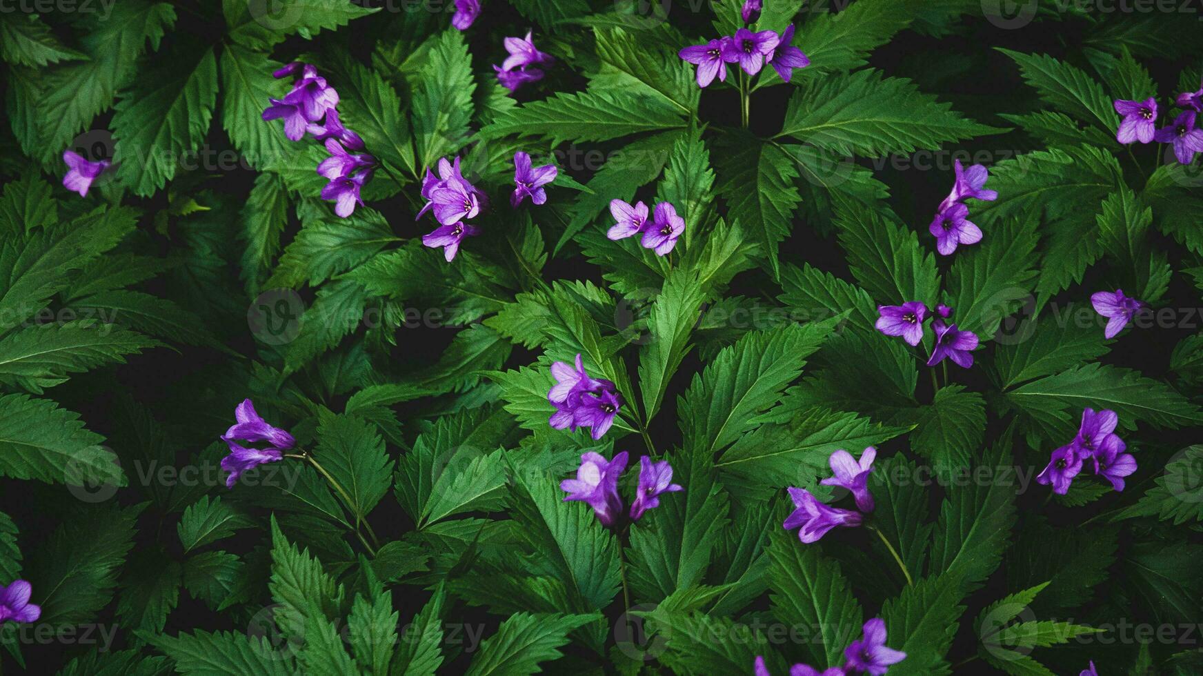 bosque flores para oscuro temperamental floral fondo, cardamina pentafilo foto