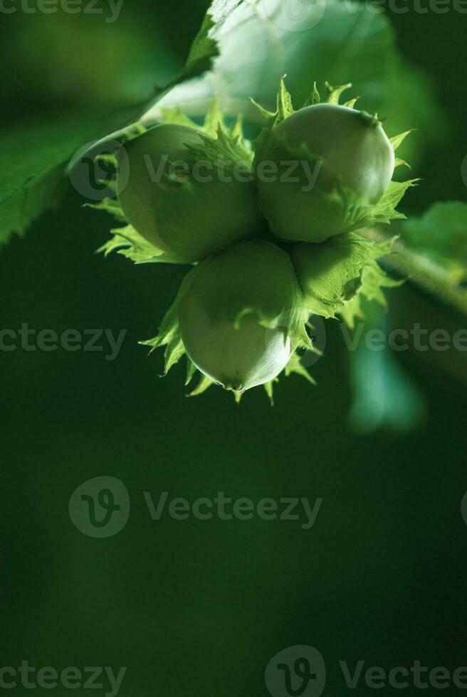 Hazelnut tree branch with unripe nuts in green forest, copy space photo