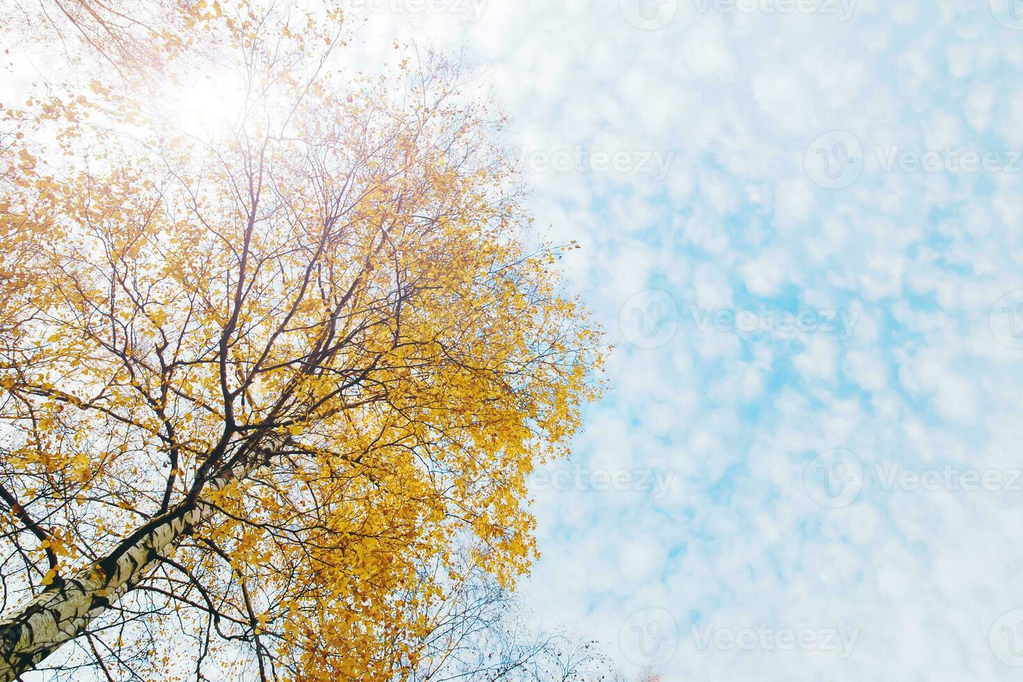 Sun shining through yellow birch tree leaves in light blue sky photo