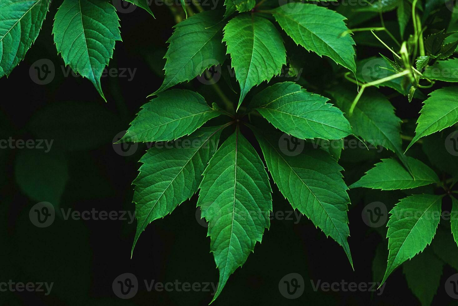 Green leaves of Virginia creeper Parthenocissus quinquefolia close up photo