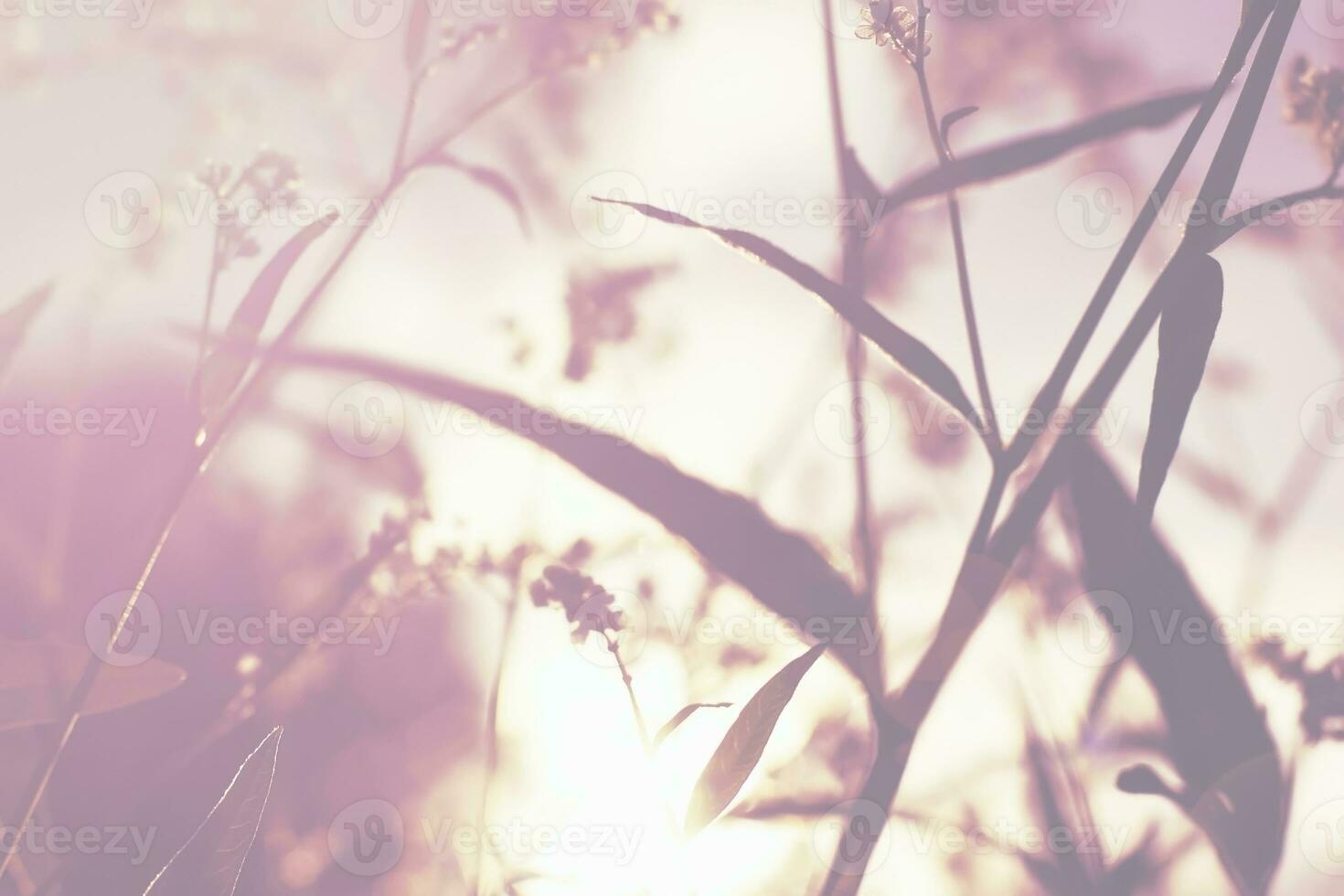 Blurry nature grass field at sunset photo