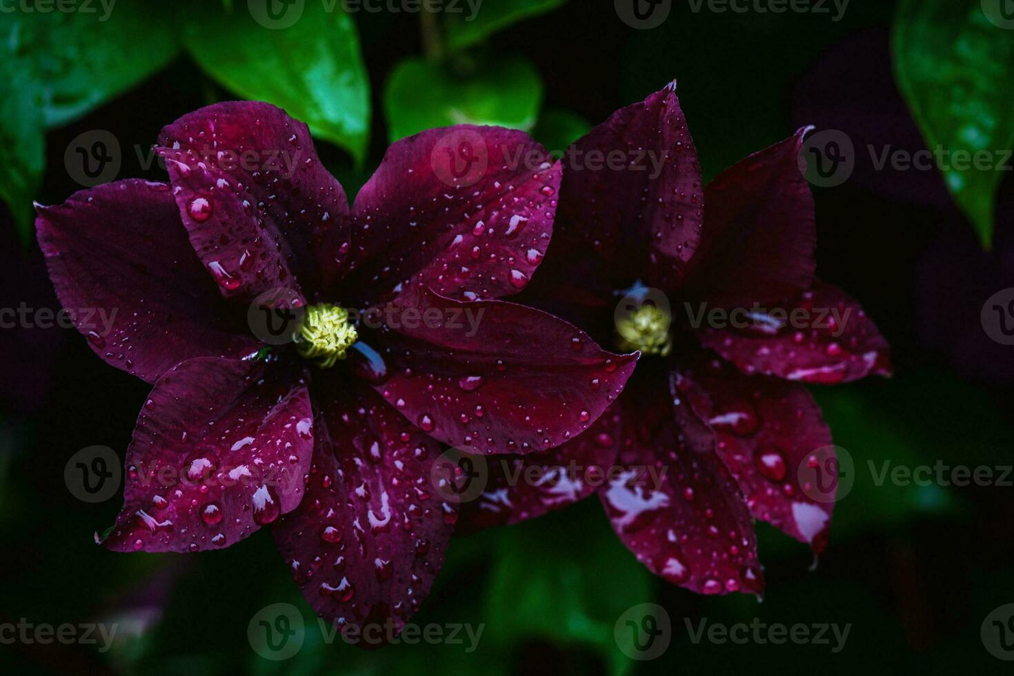 clemátide flores en agua gotas después lluvia en verano jardín de cerca foto