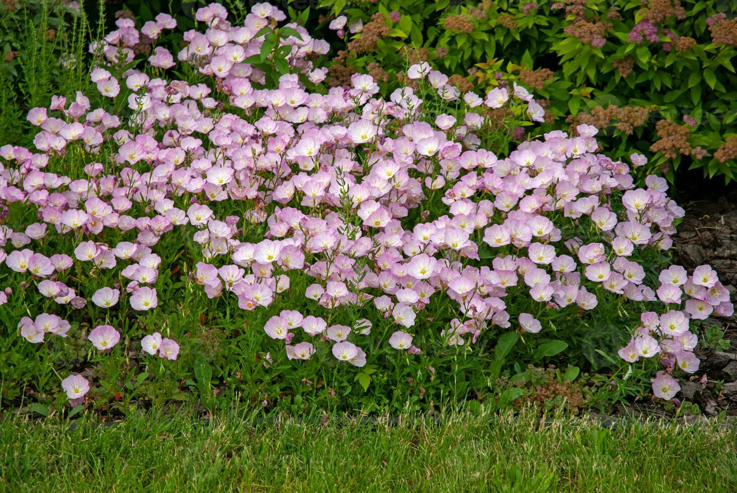 Pink Evening Primrose flowers Oenothera speciosa in summer garden photo