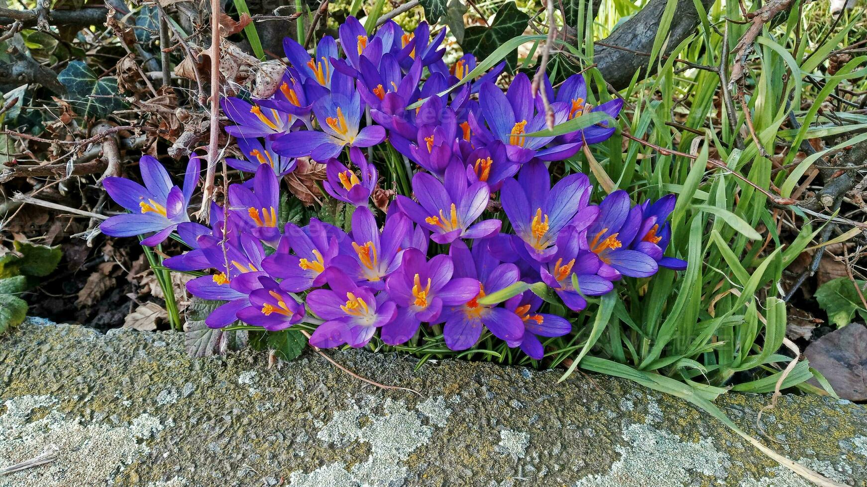 Crocus flowers in the garden photo