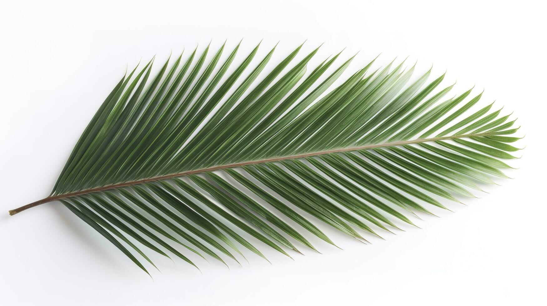 Palm leaves isolated on white background, generate ai photo